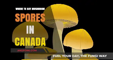Top Canadian Sources for Buying Quality Mushroom Spores Legally