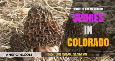 Colorado's Top Sources for Buying Quality Mushroom Spores Legally