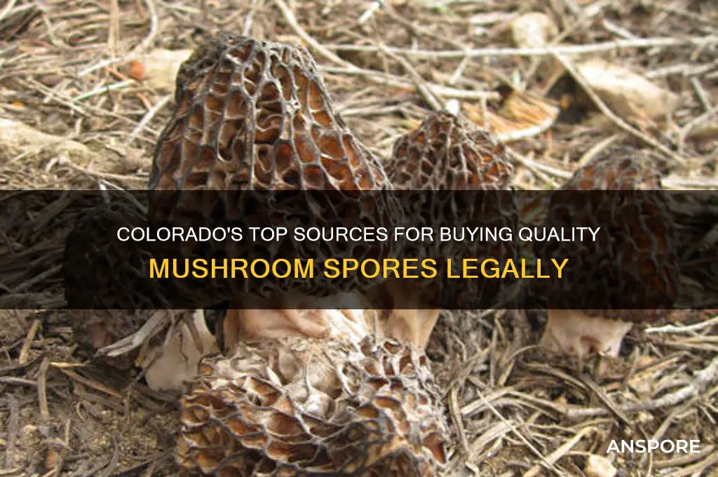 where to buy mushroom spores in colorado