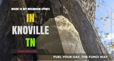 Best Places to Buy Mushroom Spores in Knoxville, TN