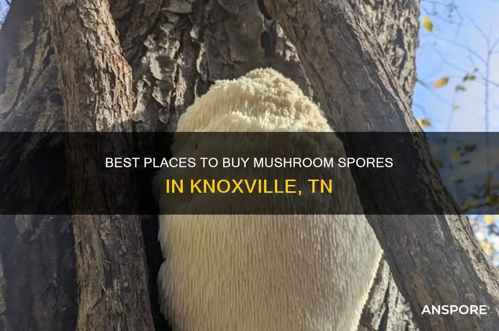 where to buy mushroom spores in knoville tn