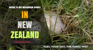 Best Places to Buy Mushroom Spores in New Zealand