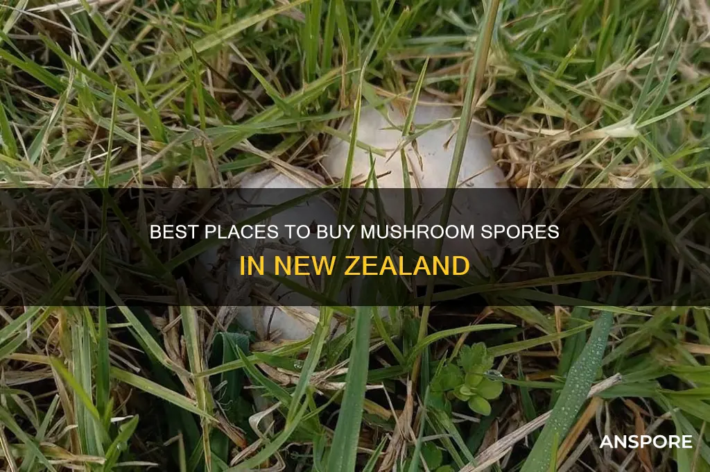 where to buy mushroom spores in new zealand