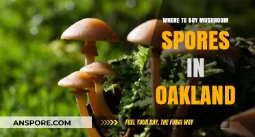 Oakland's Top Sources for Buying Quality Mushroom Spores