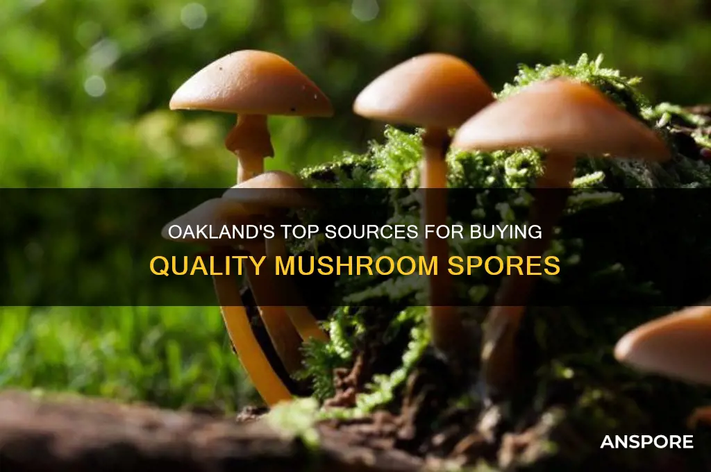 where to buy mushroom spores in oakland