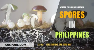 Best Places to Buy Mushroom Spores in the Philippines