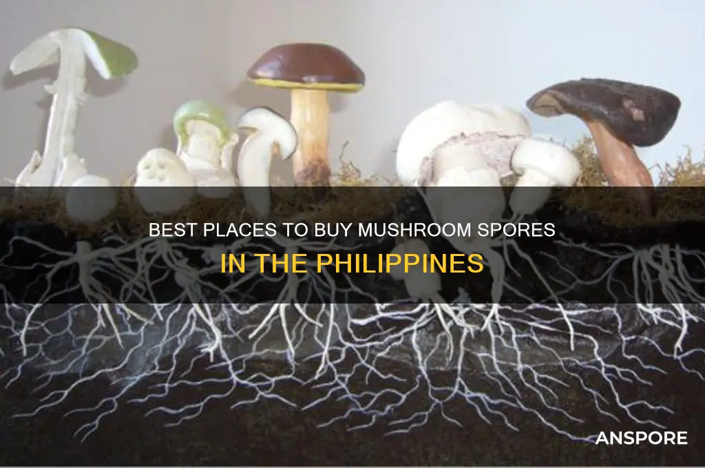 where to buy mushroom spores in philippines