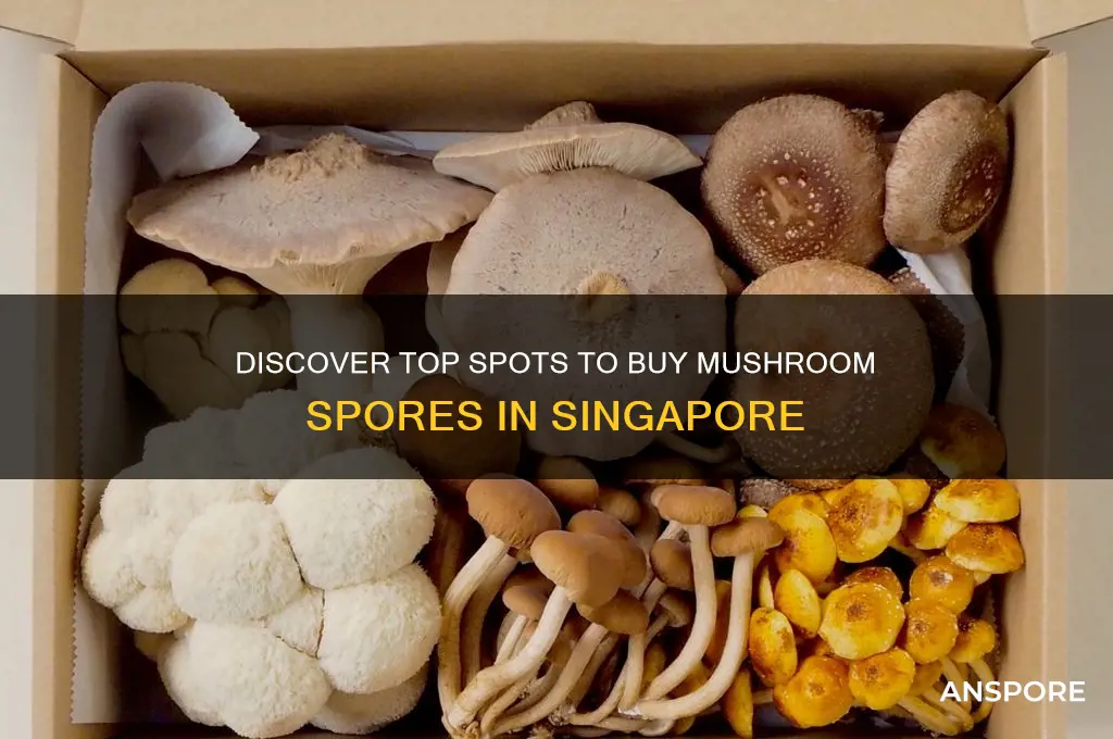 where to buy mushroom spores in singapore