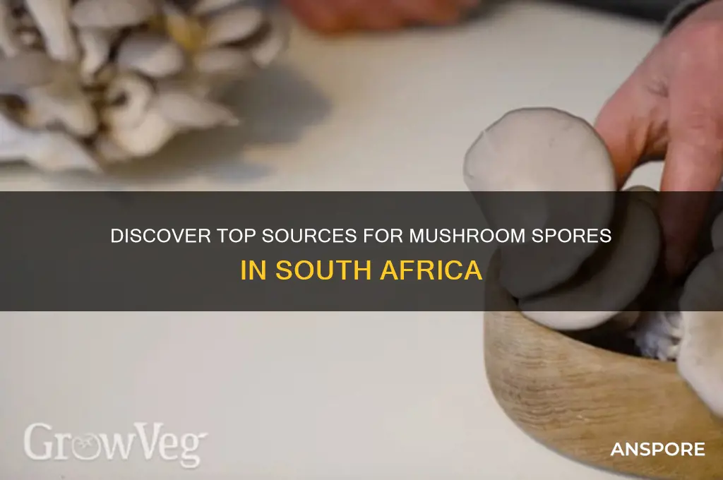 where to buy mushroom spores in south africa