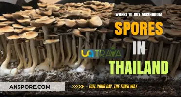 Discover Top Sources for Mushroom Spores in Thailand