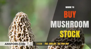 Best Places to Buy Mushroom Stock: A Comprehensive Guide
