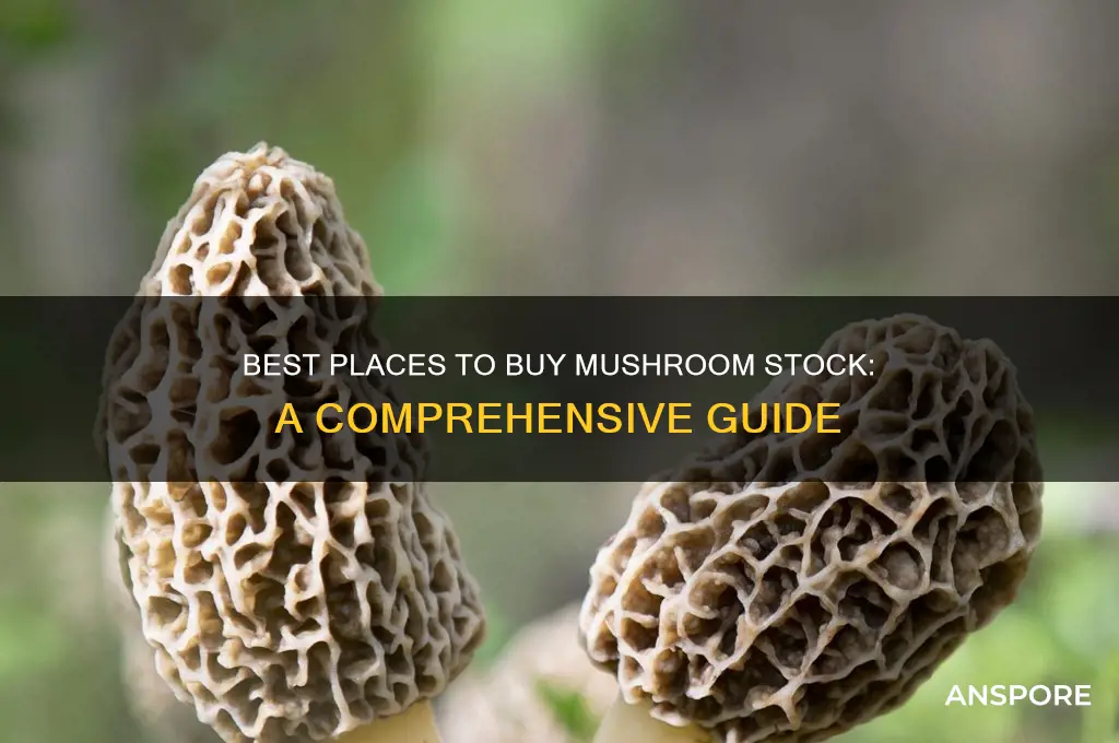 where to buy mushroom stock