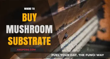 Best Places to Purchase High-Quality Mushroom Substrate Online & Locally