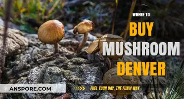 Denver's Top Spots to Buy Fresh and Exotic Mushrooms