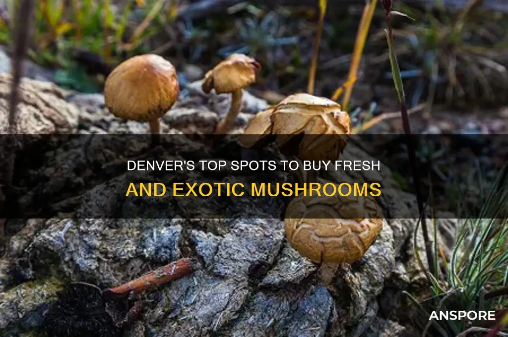 where to buy mushrooms denver