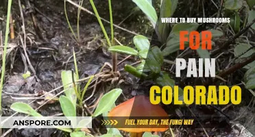 Colorado's Top Spots to Buy Pain-Relieving Mushrooms: A Guide