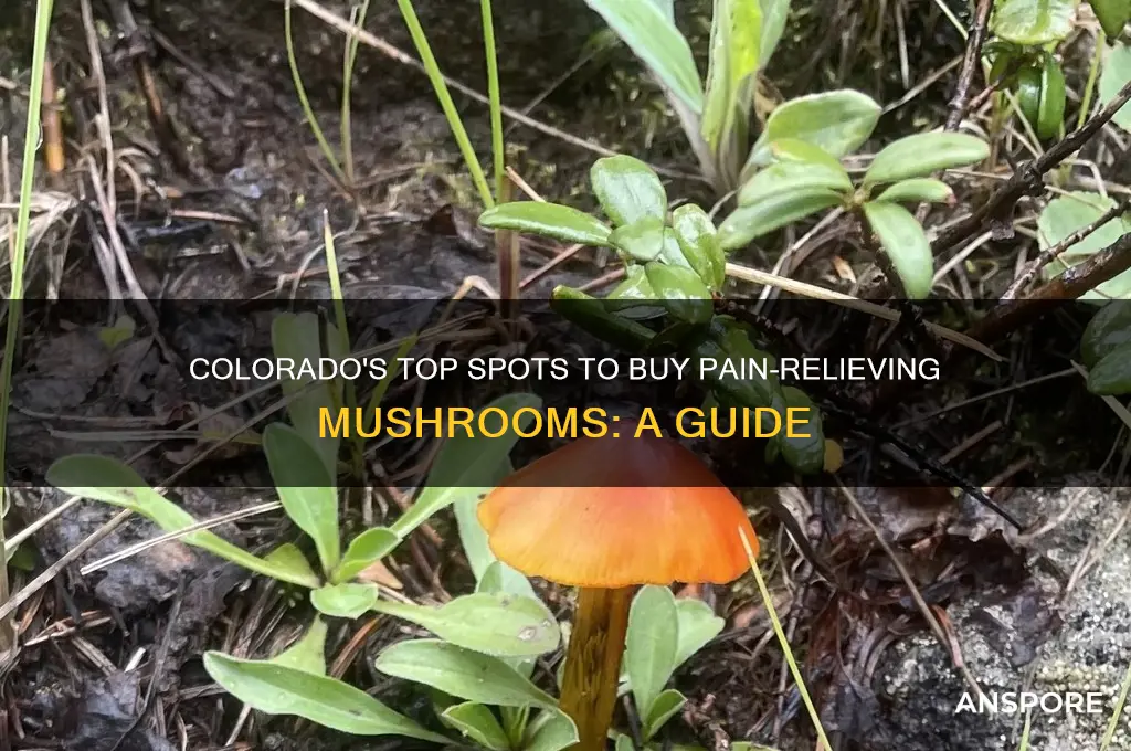 where to buy mushrooms for pain colorado