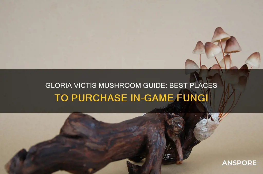 where to buy mushrooms gloria victis