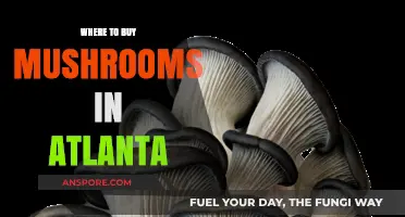 Discover Atlanta's Best Spots to Buy Fresh and Exotic Mushrooms