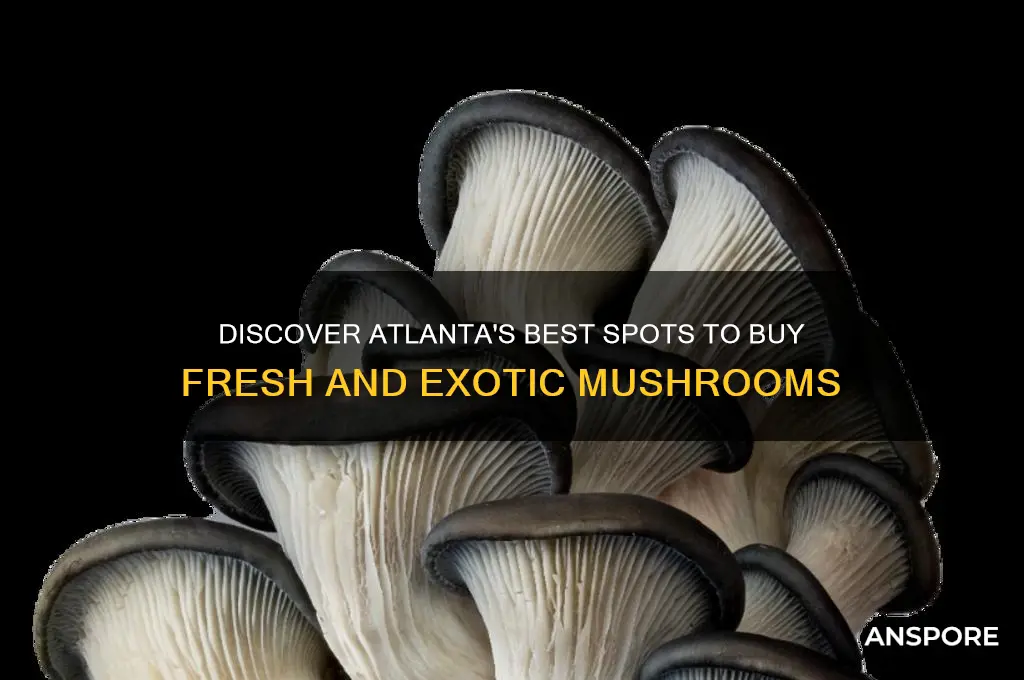 where to buy mushrooms in atlanta