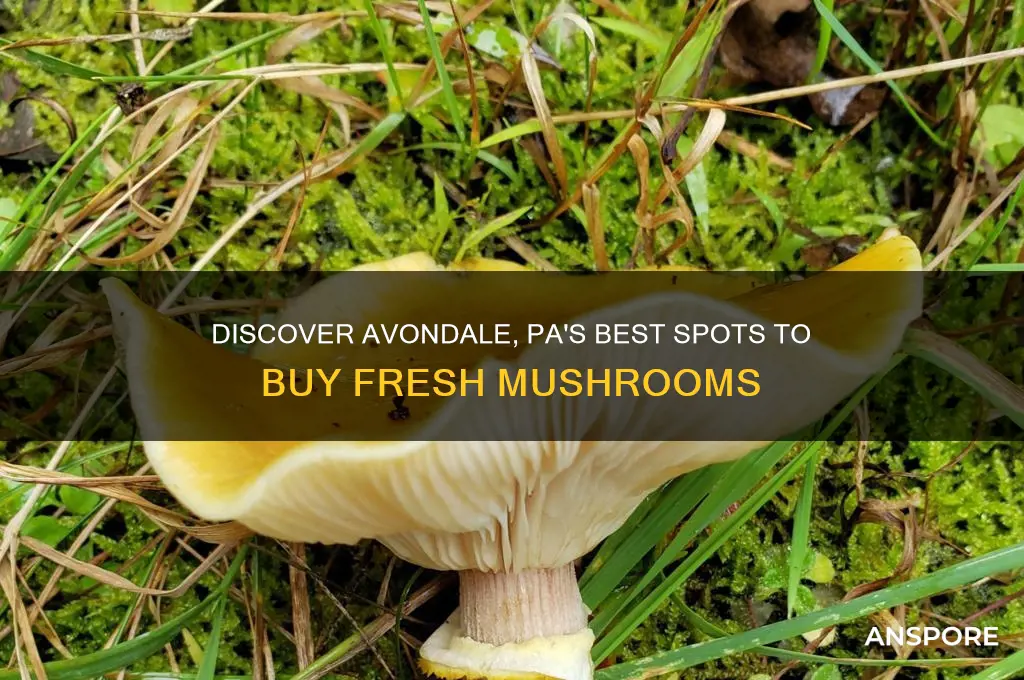where to buy mushrooms in avondale pa