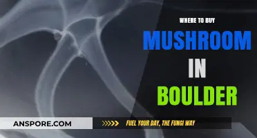 Best Spots to Buy Fresh Mushrooms in Boulder, Colorado