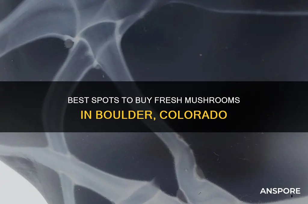 where to buy mushrooms in boulder