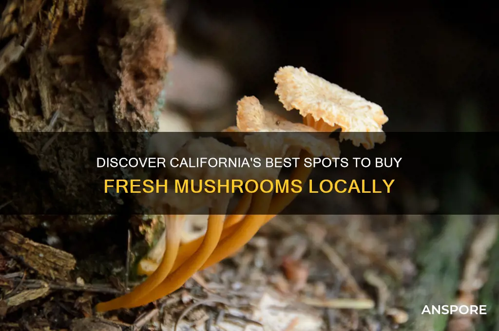 where to buy mushrooms in california