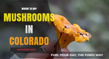 Best Spots to Buy Fresh Mushrooms in Colorado: A Guide