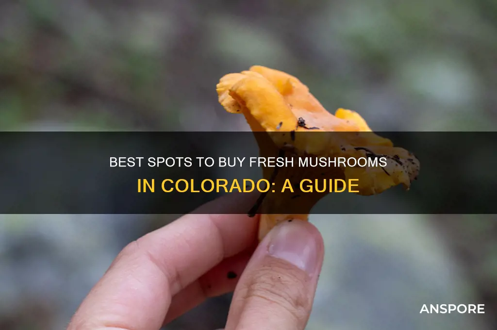 where to buy mushrooms in colorado