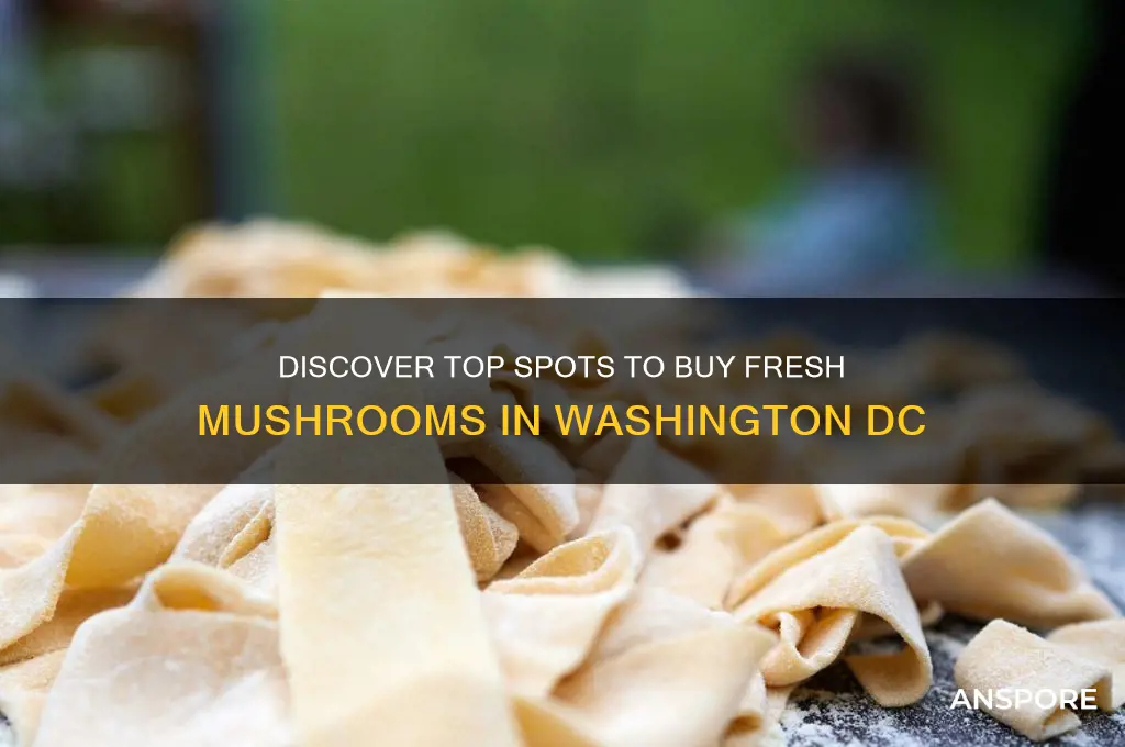 where to buy mushrooms in dc