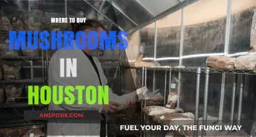Houston's Top Spots to Buy Fresh and Exotic Mushrooms