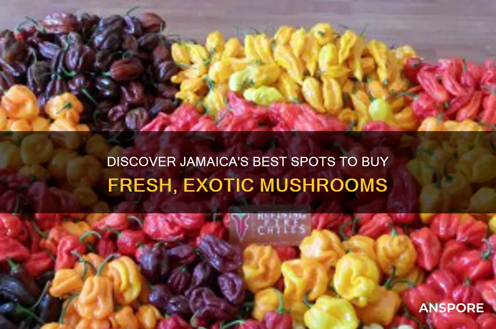 where to buy mushrooms in jamaica