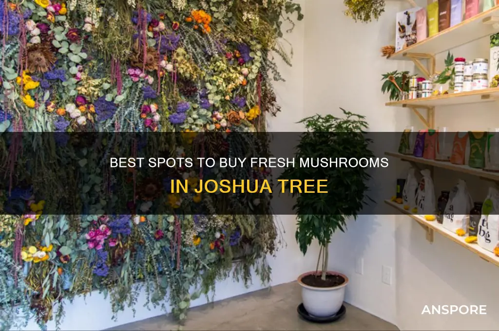where to buy mushrooms in joshua tree