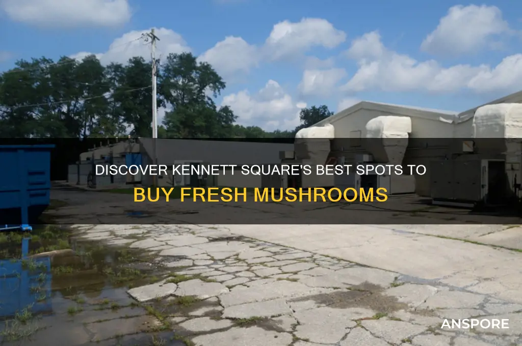 where to buy mushrooms in kennett square