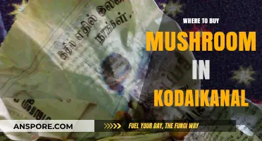 Discover Kodaikanal's Best Spots to Buy Fresh, Quality Mushrooms