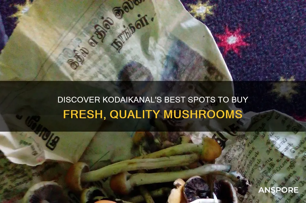 where to buy mushrooms in kodaikanal