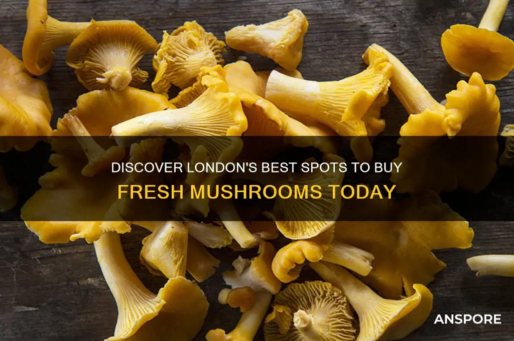 where to buy mushrooms in london