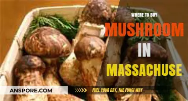 Best Spots to Buy Fresh Mushrooms in Massachusetts: A Guide