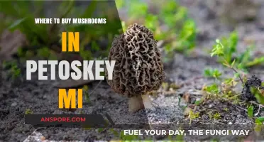 Discover Top Spots to Buy Fresh Mushrooms in Petoskey, MI
