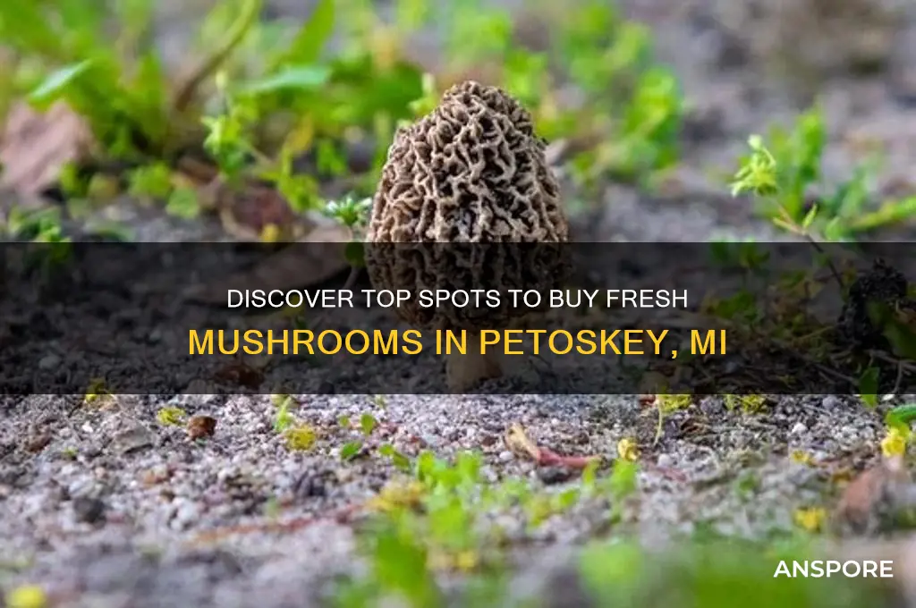 where to buy mushrooms in petoskey mi
