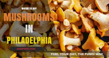 Discover Philadelphia's Best Spots to Buy Fresh Mushrooms Locally