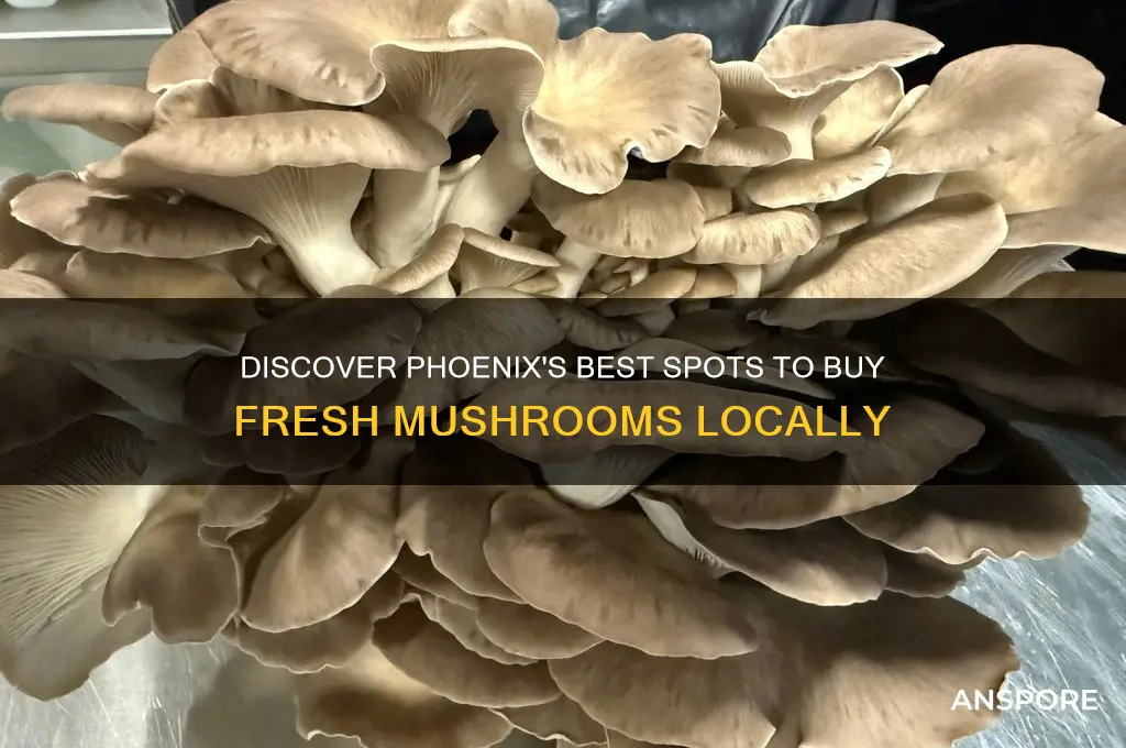where to buy mushrooms in phoenix