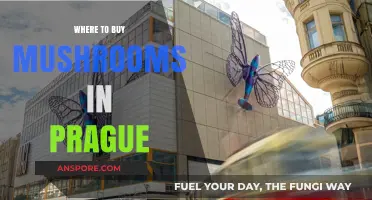 Discover Prague's Best Spots to Buy Fresh and Exotic Mushrooms