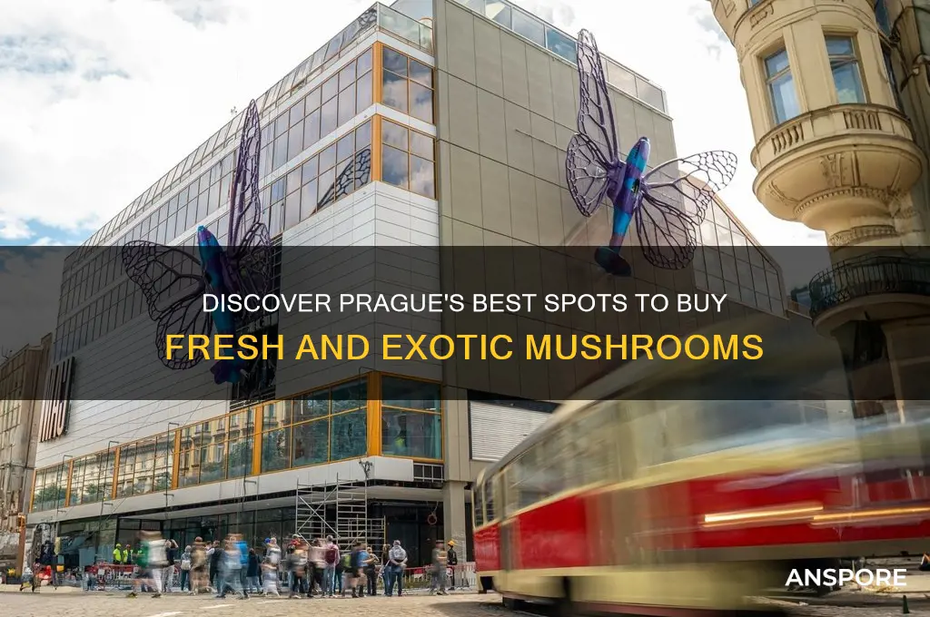 where to buy mushrooms in prague