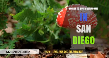 Best Spots to Buy Fresh Mushrooms in San Diego
