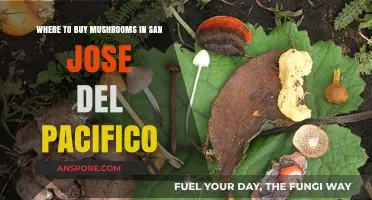 Discover San Jose del Pacifico's Best Spots to Buy Mushrooms