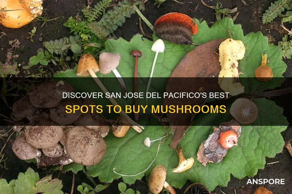 where to buy mushrooms in san jose del pacifico