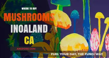 Discover the Best Spots to Buy Mushrooms in Oakland, CA