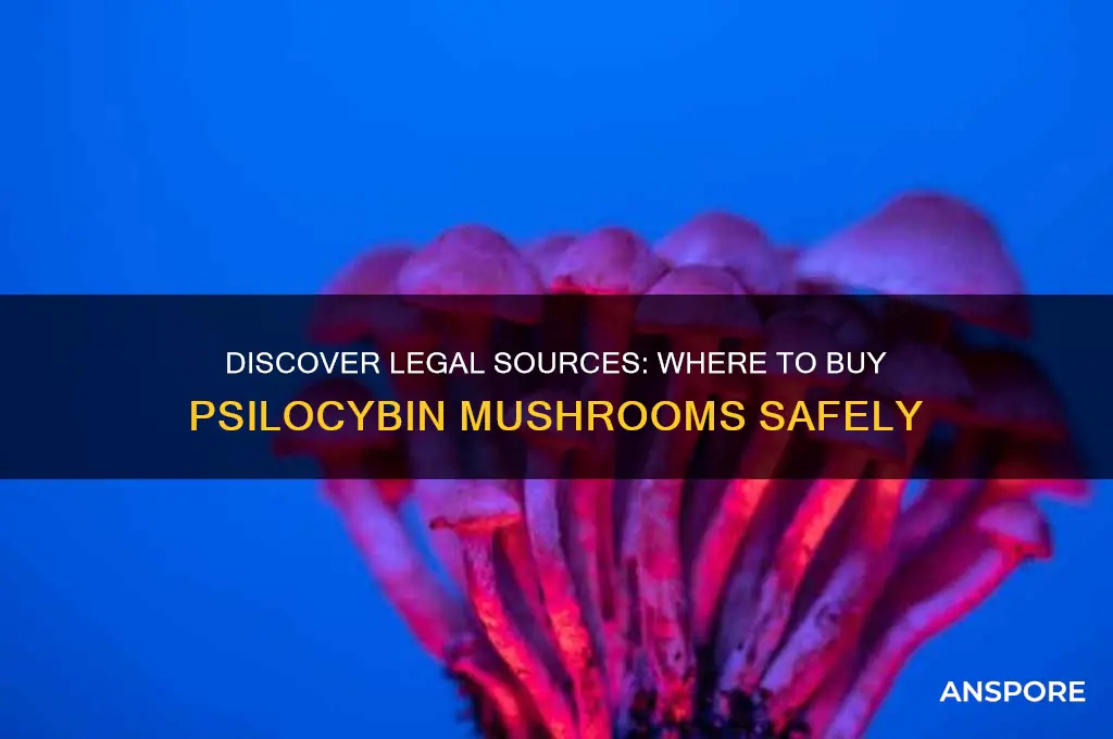 where to buy mushrooms psylocybin
